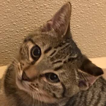 Rescue Domestic Short Hair Cats for Adoption in Pleasanton, California - Dog-eared | PetCurious