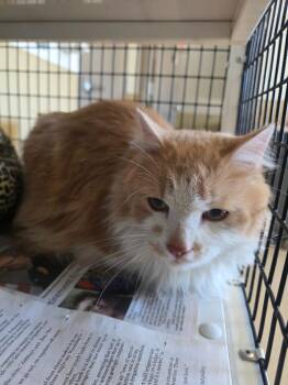 Domestic Long Hair Cats Available for Adoption in Green River, Wyoming - Rusty | PetCurious