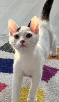 Calico Cats Available for Adoption in Saginaw, Michigan - Cream Cheese | PetCurious