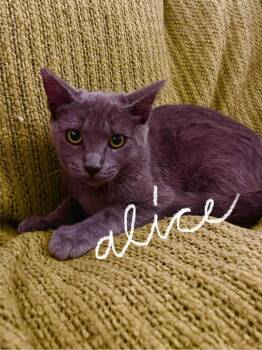 Domestic Short Hair Cats Available for Adoption in Thousand Oaks, California - Alice | PetCurious