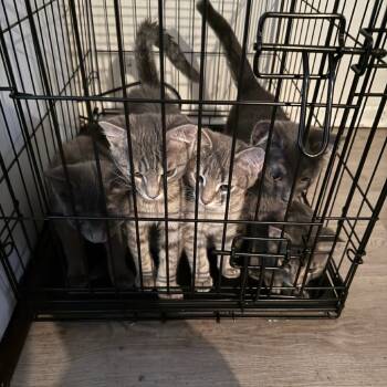 Rescue Domestic Short Hair Cats for Adoption in East St. Louis, Illinois - Milimeter-C | PetCurious