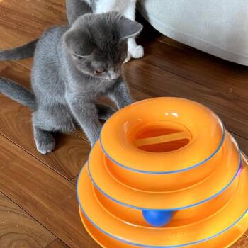 Deb -  Russian Blue and Domestic Short Hair Cat for Adoption in Brea, California - Deb | PetCurious