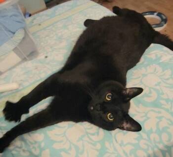 Lincoln -  Domestic Short Hair Cat for Adoption in Irvine, California - Lincoln | PetCurious