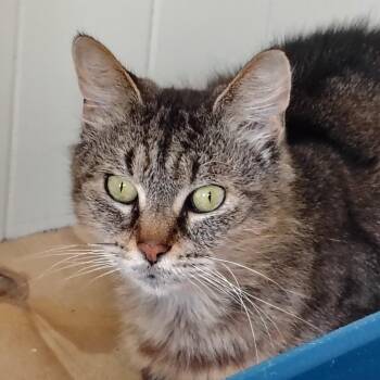 Indy -  Tabby and Domestic Medium Hair Cat for Adoption in Montour Falls, New York - Indy | PetCurious