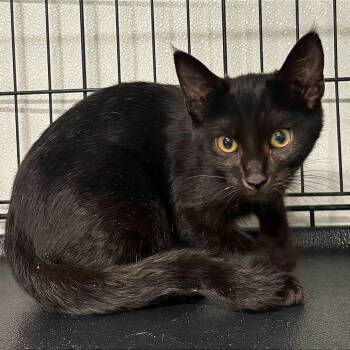 Tara -  Domestic Short Hair Cat for Adoption in New York, New York - Tara | PetCurious