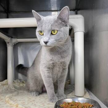 Domestic Short Hair Cats Available for Adoption in Roanoke, Virginia - Clair De Lune | PetCurious