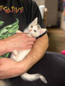 Miranda -  Domestic Short Hair Cat for Adoption in Melville, New York - Miranda | PetCurious