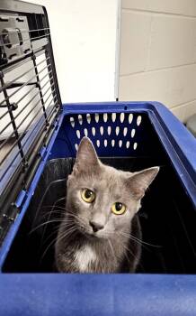 Rescue Domestic Short Hair Cats for Adoption in Hopkinsville, Kentucky - Sally Shadow | PetCurious
