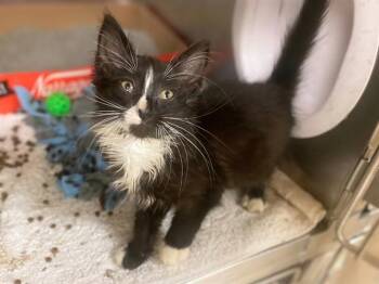 SWEET POTATO -  Domestic Medium Hair Cat for Adoption in Fort Wayne, Indiana - SWEET POTATO | PetCurious