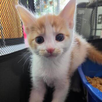 Miriam Nervo -  Domestic Short Hair Cat for Adoption in Redmond, Washington - Miriam Nervo | PetCurious