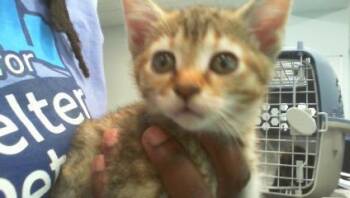 STAR -  Domestic Short Hair Cat for Adoption in Charlotte, North Carolina - STAR | PetCurious