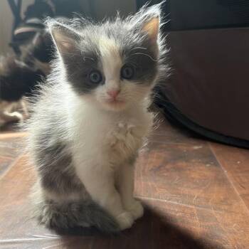 Paramore -  Domestic Short Hair Cat for Adoption in Fairmont, West Virginia - Paramore | PetCurious