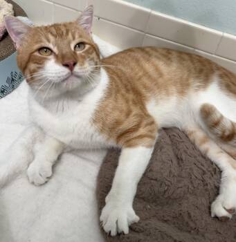 Sunny D -  Tiger Cat for Adoption in Brooksville, Florida - Sunny D | PetCurious
