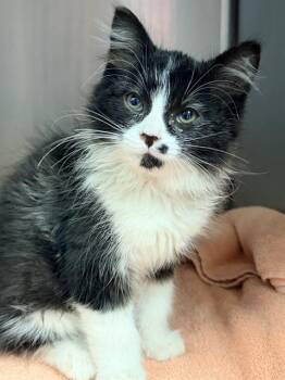 LOU* -  Domestic Long Hair Cat for Adoption in Santa Cruz, California - LOU* | PetCurious