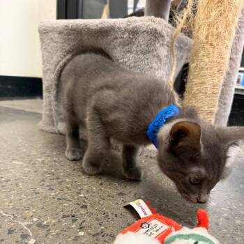Domestic Short Hair Cats Available for Adoption in Buffalo, New York - Dopey | PetCurious