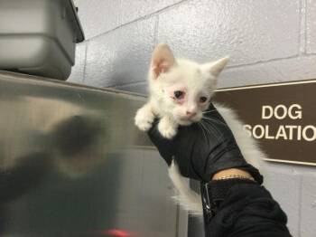 A1922196 -  Domestic Short Hair Cat for Adoption in Thousand Palms, California - A1922196 | PetCurious