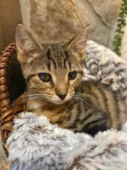 Ozark -  Domestic Short Hair Cat for Adoption in Raleigh, North Carolina - Ozark | PetCurious