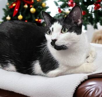 Rescue Tuxedo Cats for Adoption in Hillsboro, Texas - Twylite — Overflowing With Love And Brimming With Personality | PetCurious