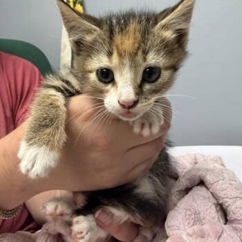 Morita -  Domestic Short Hair Cat for Adoption in Marion, Virginia - Morita | PetCurious