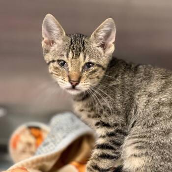 Kuzco -  Domestic Short Hair Cat for Adoption in Pauls Valley, Oklahoma - Kuzco | PetCurious