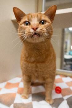 Domestic Short Hair Cats Available for Adoption in Christiansburg, Virginia - Kiki *Sponsored Adoption | PetCurious