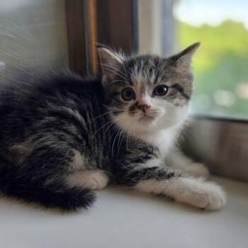 Mint -  Domestic Short Hair Cat for Adoption in Westland, Michigan - Mint | PetCurious