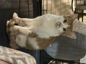 Rescue Domestic Short Hair Cats for Adoption in Canonsburg, Pennsylvania - Butters | PetCurious
