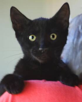 Gilligan -  Domestic Short Hair Cat for Adoption in North Fort Myers, Florida - Gilligan | PetCurious