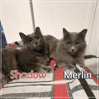 Shadow & Merlin -Bonded Pair- -  Domestic Long Hair Cat for Adoption in Puyallup, Washington - Shadow & Merlin -Bonded Pair- | PetCurious