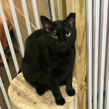 Rescue Domestic Short Hair Cats for Adoption in Wadena, Minnesota - Jinx | PetCurious