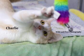 Charlie -  Domestic Short Hair Cat for Adoption in Morehead, Kentucky - Charlie | PetCurious