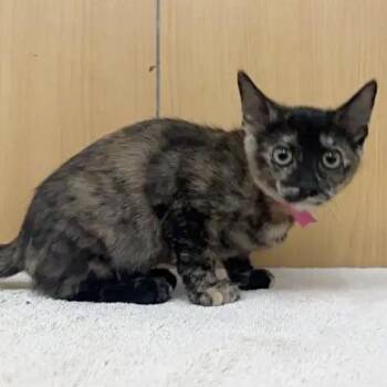 February -  Domestic Medium Hair Cat for Adoption in Brentwood, Missouri - February | PetCurious