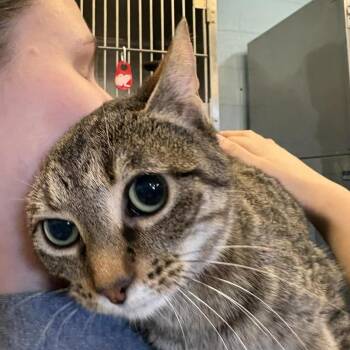 Domestic Short Hair Cats Available for Adoption - Blackberry | PetCurious