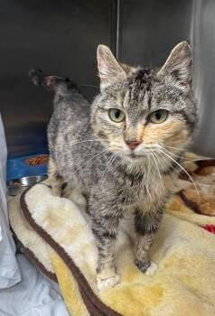 Domestic Short Hair Cats Available for Adoption in Danielsville, Georgia - Hope | PetCurious