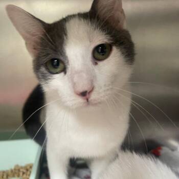 Avalanche -  Domestic Short Hair Cat for Adoption in Valley, Alabama - Avalanche | PetCurious