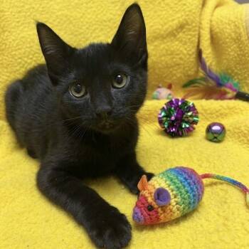 Aurora -  Domestic Short Hair Cat for Adoption in Lake Panasoffkee, Florida - Aurora | PetCurious