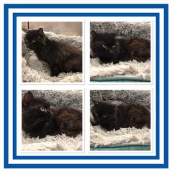 SAWYER -  Domestic Long Hair Cat for Adoption in Buckhannon, West Virginia - SAWYER | PetCurious