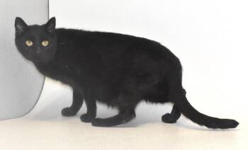 Esme -  Domestic Short Hair Cat for Adoption in Springfield, Ohio - Esme | PetCurious