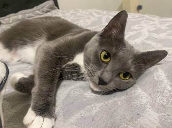 Rescue Domestic Short Hair Cats for Adoption in New Albany, Ohio - Linda | PetCurious