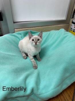 Rescue Siamese Cats for Adoption in Parlier, California - Emberlily | PetCurious