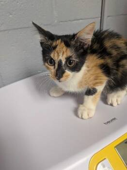 Watercolor -  Domestic Short Hair Cat for Adoption in Cincinnati, Ohio - Watercolor | PetCurious