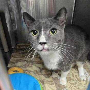 Rescue Domestic Short Hair Cats for Adoption in Dallas, Texas - Pipsqueak | PetCurious