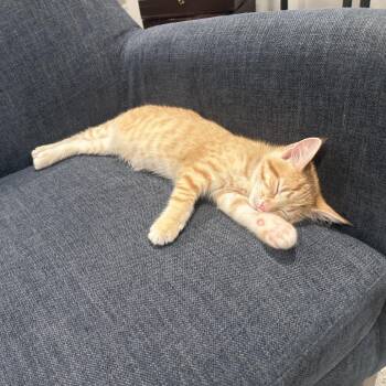 Dispatch -  Domestic Short Hair Cat for Adoption in Gibsonia, Pennsylvania - Dispatch | PetCurious