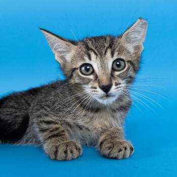 Ravi -  Domestic Short Hair Cat for Adoption in Franklin, Tennessee - Ravi | PetCurious