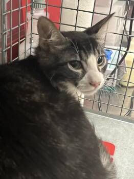 POTTER -  Domestic Short Hair Cat for Adoption in Las Vegas, Nevada - POTTER | PetCurious