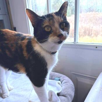 Rescue Domestic Short Hair Cats for Adoption in Park Falls, Wisconsin - Ronda Rousey | PetCurious