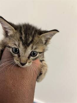 Domestic Short Hair Cats Available for Adoption in Doral, Florida - CHARLES | PetCurious