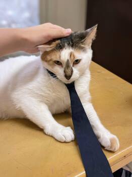 Tater Tot -  Calico and Dilute Calico Cat for Adoption in Pearland, Texas - Tater Tot | PetCurious