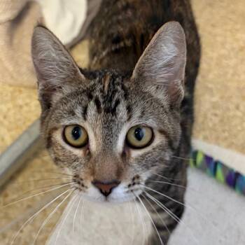 Khaleesi -  Domestic Short Hair Cat for Adoption in Goleta, California - Khaleesi | PetCurious