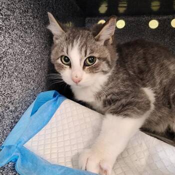 Gary -  Domestic Short Hair Cat for Adoption in Spanish Fork, Utah - Gary | PetCurious